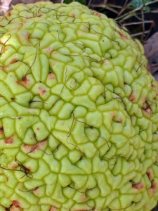 The Osage orange is a dense cluster of hundreds of small fruits. Some say it resembles the many lobes of a brain.