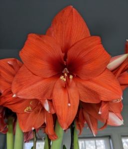 Some of you may remember the large, gorgeous trumpet amaryllis blooms we forced last year. Of all flowering bulbs, amaryllis are the easiest to bring to bloom. This flower originated in South Africa and comes in many beautiful varieties.