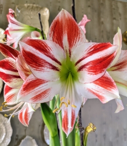 While the most popular colors are red and white, flowers may also be pink, salmon, apricot, rose or deep burgundy, and some unique striped varieties.