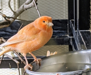 Canaries are active during the day, but they also rest well and prefer to sleep in the dark. At the end of every day, the canary cage is covered with a sheet.
