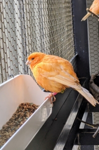 They are given lots of fresh water and food every morning. A canary’s metabolism is fast, so it’s important to be observant of their eating needs and habits. This canary is eating and looking out the window.