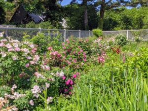 Many of my roses grow along all four sides of my perennial flower cutting garden fence.
