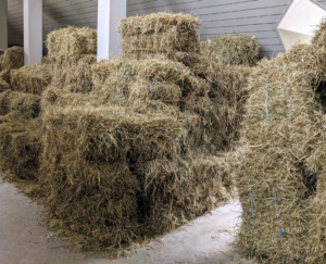 After the hay is baled, it is stacked and stored in the hayloft above the stable.