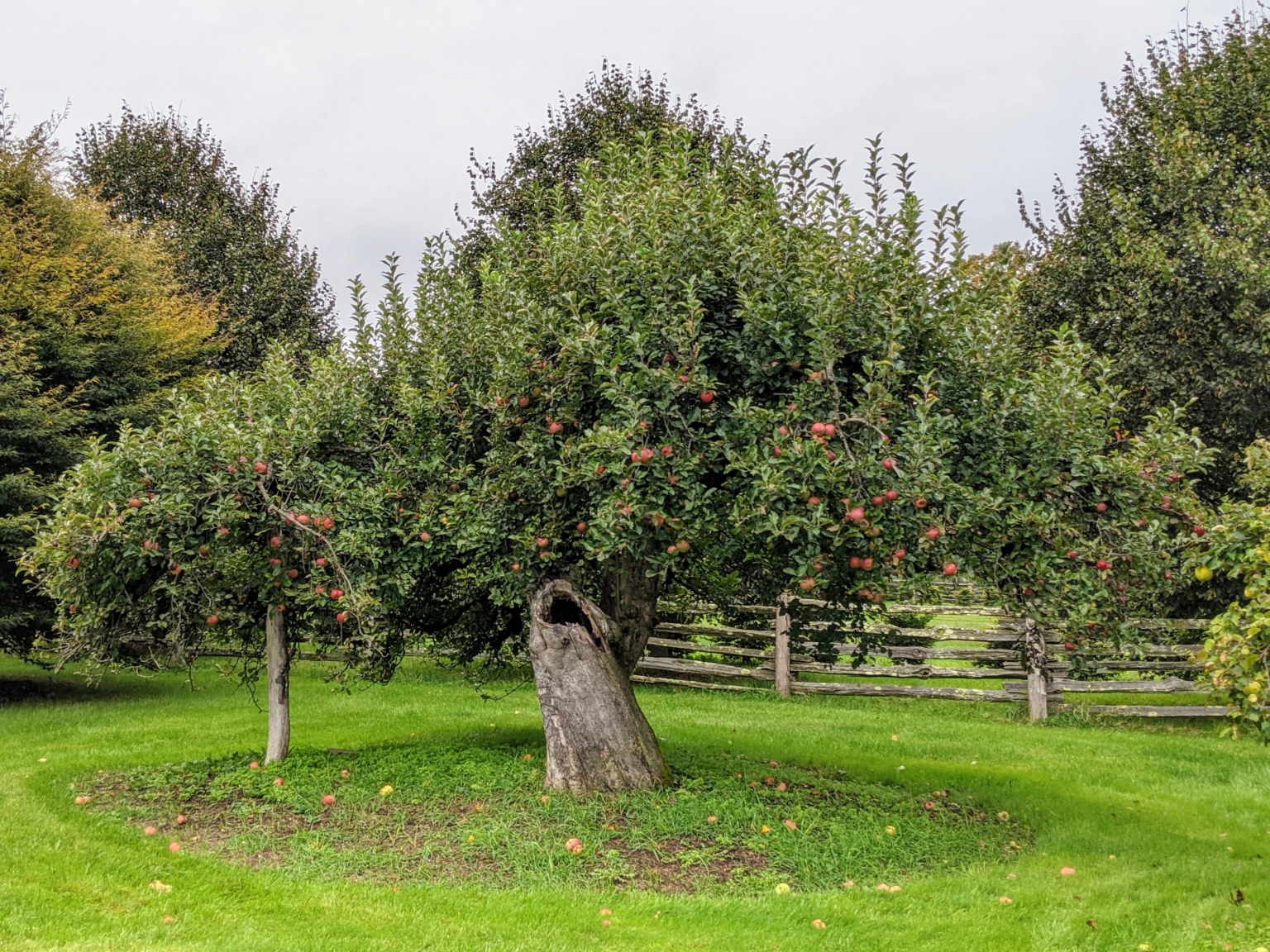 Pruning Time for the Apple Trees - The Martha Stewart Blog