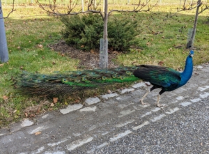 Males are generally twice the size of females. Males also look especially larger when displaying their fancy plumage. When peacocks are not displaying their tail feathers, or trains, they drag behind them.