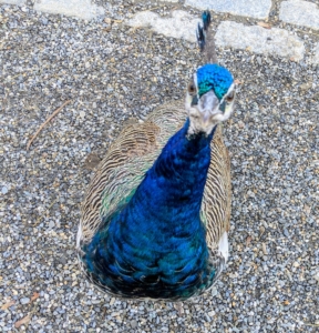 My peafowl are so friendly. Most of them were hatched right here at the farm, so they are very accustomed to people. My peafowl are let out of their pen after all the dogs and cats have been exercised. Here's one looking for a treat.