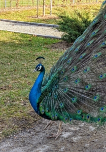 Peacocks display their tails during courtship. When threatened, they also fan their tails out in order to look larger and intimidating. When the peacock quivers his feathers, they emit a low-frequency sound inaudible to humans. The peacock can change the sound to communicate different messages. Males shed their train each year after mating season.