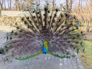 Meanwhile, a "train show" is going on nearby. The giant tail feathers of the male spread out over 60-percent of the peacock’s body length.