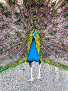 Here is a male showing his vibrant eye shaped markings of blue, green, and gold. Microscopic, crystal-like structures in the feathers reflect different wavelengths of light creating the bright, fluorescent colors.