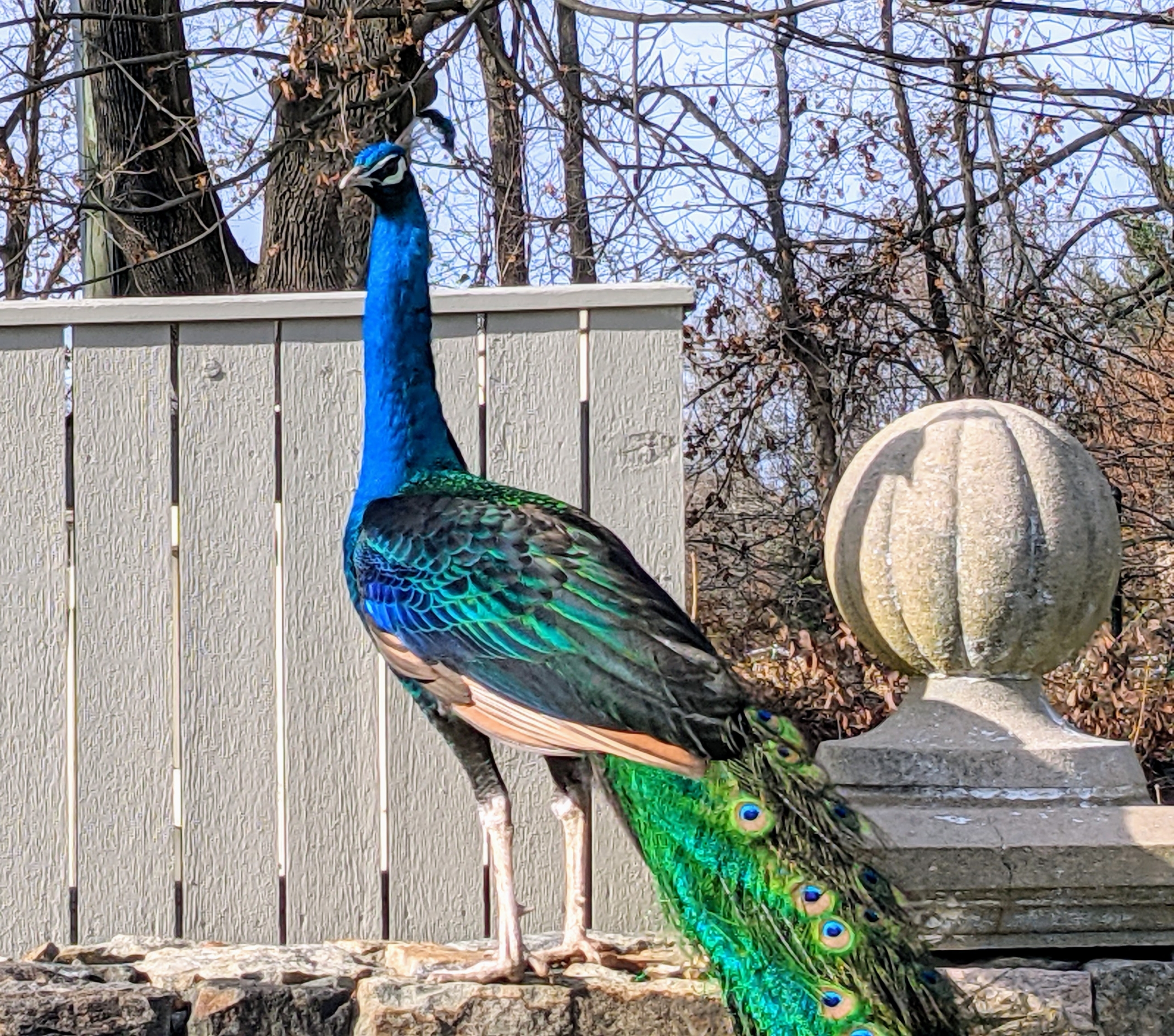 Afternoons With My Peafowl The Martha Stewart Blog