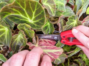 Several of my soli-mutata begonia plants were grown from leaf cuttings off a parent plant. The leaves are highlighted by a fine, reddish hue, which is also seen on the leaf undersides. Here, Ryan uses sharp snips to cut off a healthy leaf stem.