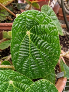 Begonia paulensis has large, shiny, green leaves with an extremely textured surface. It is light green and has a puckered texture. The leaf petioles are densely covered with white hairs. The pattern resembles a spiderweb and gives this species one of its common names, “The Spiderweb Begonia”.
