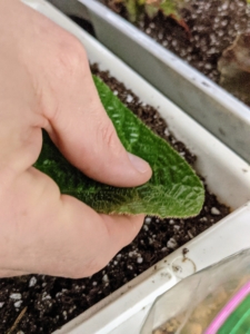 Then he sticks the leaf in the soil so that the petiole is covered but the rest isn’t. The petiole is the part where the leaf connects to its leaf stem.
