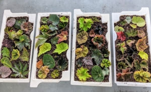 Here, Ryan has filled four trays with begonia stem cuttings. They are now ready to be placed into our Urban Cultivator.