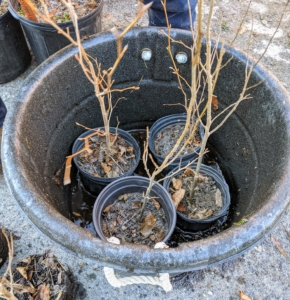 The weather has been cold enough to freeze the potted trees in their their pots. To loosen them, Phurba places them in a large tub of water for several seconds while each plant absorbs the liquid.