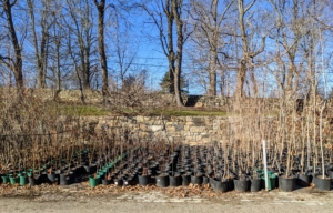 Here is the area behind my stable where I keep most of my potted tree saplings. I like this spot, so they can be closely monitored and well-watered. Every few months, we take stock of the inventory, and do some maintenance work – these trees need to be repotted and re-organized into neat and tidy rows.