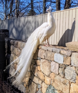 Here is my handsome all white peacock - so majestic. He also seems to be the leader of the group - wherever he goes, the rest will follow.