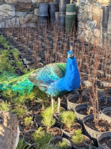 On this day, my outdoor grounds crew was repotting the growing young trees kept behind the stable. The peafowl are always so curious and always come up close to see what is happening.