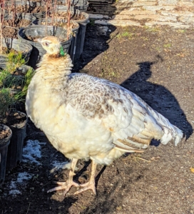 Peahens are noticeably smaller and mostly dull in color.