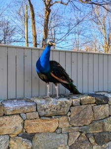 As beautiful as peafowl are, they don’t make very melodious sounds. Peafowl have 11 different calls, with most of the vocalizing made by the peacocks. And, with their sharp eyesight, peafowl are quick to see predators and call out alarms. Oftentimes, I can hear them from across the farm.