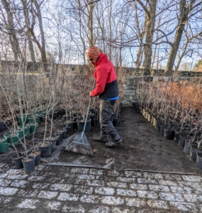 Pasang works in the aisles placing the newly potted trees in organized rows and raking up any debris left over.