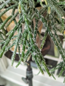 Here’s a closer look. Also known as chain cactus or mistletoe cactus, the thread-like succulent stems are narrow, green and can grow several feet long.