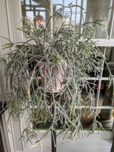 This is a potted rhipsalis, native to the rainforests of South America, the Caribbean and Central America. Rhipsalis is a cacti genus with approximately 35 distinct species. I have many types of rhipsalis growing in my greenhouse. Rhipsalis specimens have long, trailing stems making them perfect choices as indoor plants on pedestals or tall tables.