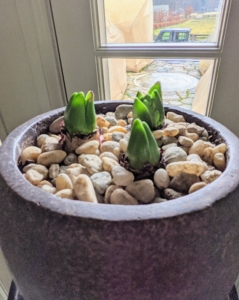 This is another pot of hyacinth bulbs. Each hyacinth bulb generally produces one flower stalk that stands eight to 10-inches tall.