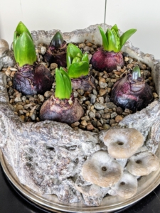 In a blog posted last month, I shared how to force flowering bulbs. These are some of the hyacinth bulbs. Forcing is the process of speeding up a bulb’s development by simulating the conditions of winter and spring - it's a way of fooling Mother Nature and tricking the bulb to bloom before its time. Hyacinths are excellent for this technique as their flowers are both attractive and fragrant. These are growing perfectly.