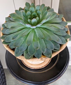 Succulents grow in so many different and interesting formations and colors. Succulents are best planted in clay or terra cotta pots with proper drainage holes because the vessels dry quickly, and prevent water from building up.