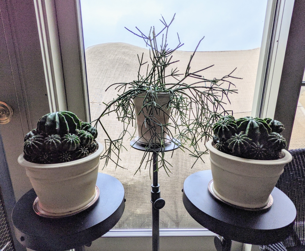 Beautiful Houseplants In My Home - The Martha Stewart Blog