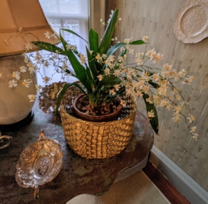 These dainty orchid blossoms have a wonderful chocolate scent. In general, most orchid plants are actually long-lived. In fact, divisions or propagations of orchids discovered in the 19th century are still growing and flowering today.