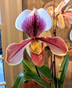 This is a “slipper orchid” – one of my favorites. The key to growing these plants is to keep the root systems strong and healthy. These plants have no bulbs or stems to store moisture and nutrients, so it is important to maintain their roots.