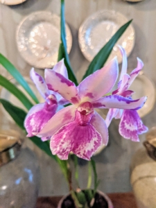 When keeping orchids in your home, south and east-facing windows work best. West windows can be too hot in the afternoon and north-facing ones are usually too dark. This plant has gorgeous white blooms with dark pink markings.