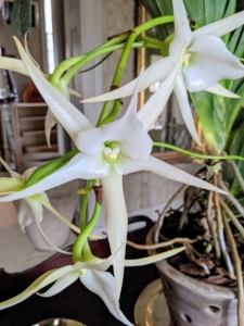 Here's a closer look at one of its blooms. This plant can produce two to six flowers per stem. I feel so fortunate to have such an amazing collection of extraordinary plants to share with my guests and to enjoy myself. What houseplants do you keep? Share your comments with me below.