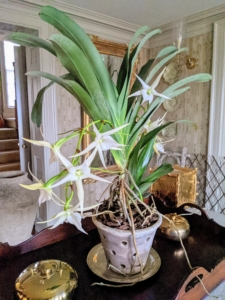 I am always looking out for rare and interesting plant species. Ryan placed this gorgeous orchid on the center table in my foyer. It is blooming profusely with large, star shaped, fragrant, white flowers.