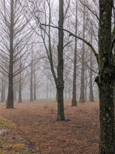 The view through this grove of dawn redwoods, Metasequoia, looks mysterious in such thick fog. Fog can form in two ways: either by cooling the air to its dew point or by evaporation and mixing – this happens often when the earth radiates heat at night or in the early morning.