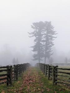 By afternoon, the fog was so thick, one could barely see the trees around the farm. The giant dark green stand of tall white pines is visible here, but the trees behind it are all blocked by the fog.