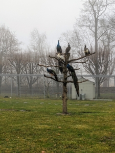 Looking into the peafowl pen, many of my peacocks and peahens are perched on their favorite tree - they don't seem phased by the fog at all.