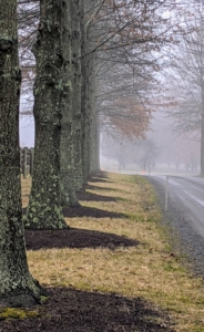 And here is the Pin Oak Allee. Again, it is so hard to see past the stand of trees. The fog is thick everywhere. The foggiest place in the world is the Grand Banks off the island of Newfoundland, Canada. It gets more than 200-days of fog per year.
