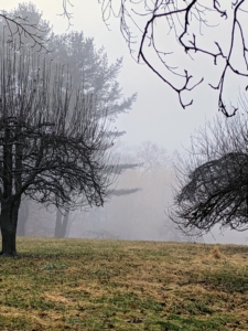 The fog appeared to cover every area. The thicker the fog, the longer it takes to dissipate. This view is just outside what I call my Contemporary House, where there are several old apple trees original to the farm.