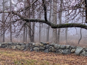 Fog reduces visibility to less than one-kilometer, or six-tenths of a mile. It can really impair driving or even walking. Here's a look over the old stone wall and through the woodland.