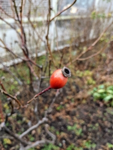 This is a rose hip or rosehip, also called rose haw and rose hep. It is the accessory fruit, the seed pod, of the various species of rose plant. It is typically red to orange, but ranges from dark purple to black in some species.