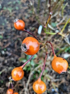 Rose hips remain on the plant after the rose blooms fade. Rose hips are actually edible and many birds enjoy them. They also make great jellies, sauces, syrups, soups and seasoning, and even fruit leather.