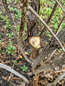 Dead wood is typically brown in color, so they are very easy to identify.
