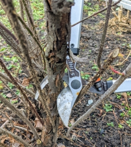 Brian assesses each bush from the bottom and starts cutting out any of the “three Ds” – dead, damaged, or diseased branches.