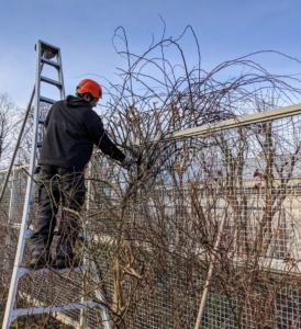 Meanwhile, Pasang works on the climbers along the fence. Climbers take some dedicated work, but the end result is always so satisfying.