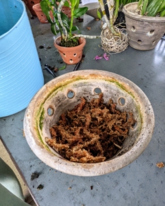 At the bottom of this pot I placed some sphagnum moss. Sphagnum moss is a fine substrate. Its water retention ability makes it an excellent potting material for young orchids.