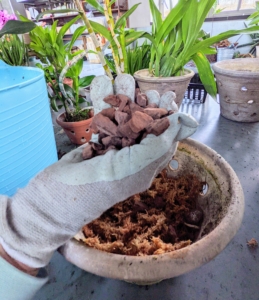 Then I put in a layer of a coarse orchid bark mix, which will allow air to circulate naturally around the roots of the orchid.