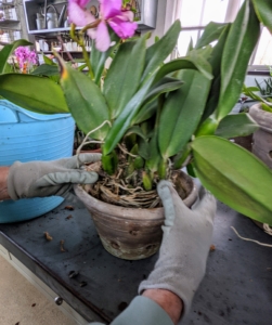 I place the orchid inside the pot to see if it is sitting properly - it should be at the same height as it was in the original container. If it is too high, I just take some of the medium out from underneath the plant.